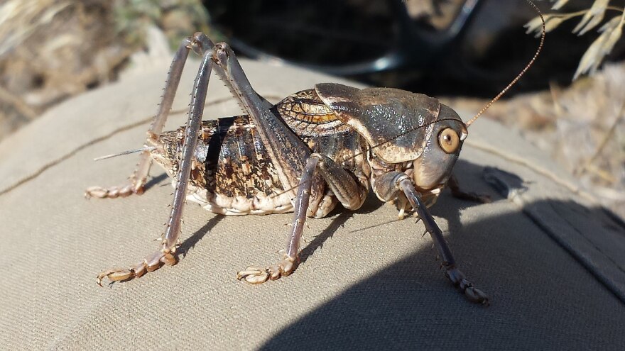 Close up photo of a mormon cricket. 