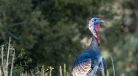 A wild turkey.