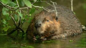 The beaver is the largest rodent in North America, weighing between 35 and 50 pounds as adults. However, beavers weighing up to 90 lbs. have been reported.