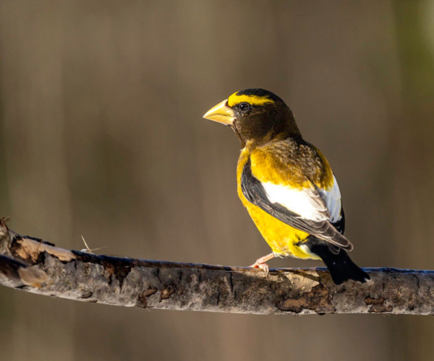 An Evening Grosbeak shows off its beautiful colors in Meadowlands.