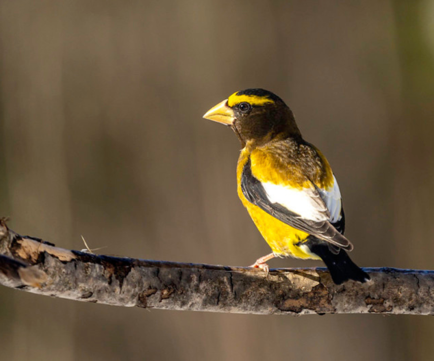 An Evening Grosbeak shows off its beautiful colors in Meadowlands. 