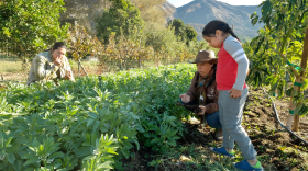 Elias Sosa, Mollie Engelhart and their son Rio check out a winter crop of fava beans at their farm in Fillmore, California. (Erin Stone/LAist)
