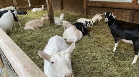 Heritage Farms at the Kodiak Baptist Mission is Alaska’s only Grade-A Certified goat dairy. (Photo: Kirsten Dobroth)