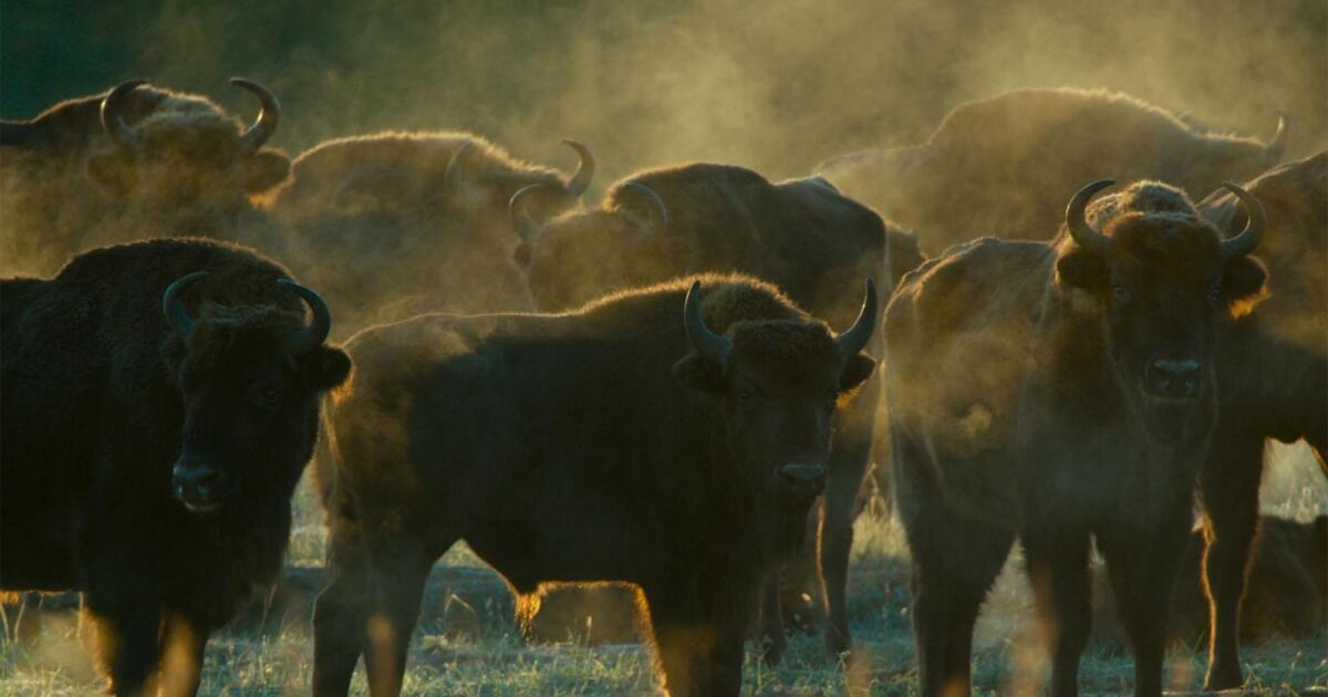 European Bison Roam Poland's Bialowieza Forest