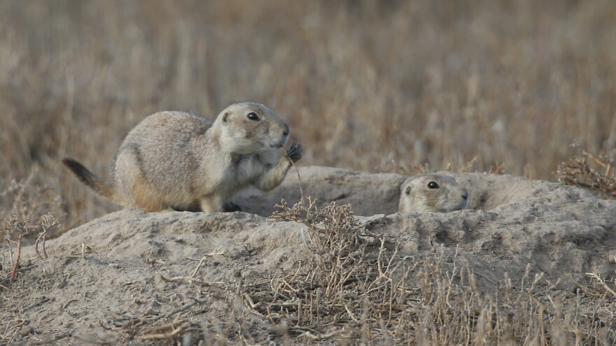 Prairie dogs look on as the ferrets are turned loose. Ferrets eat prairie dogs.