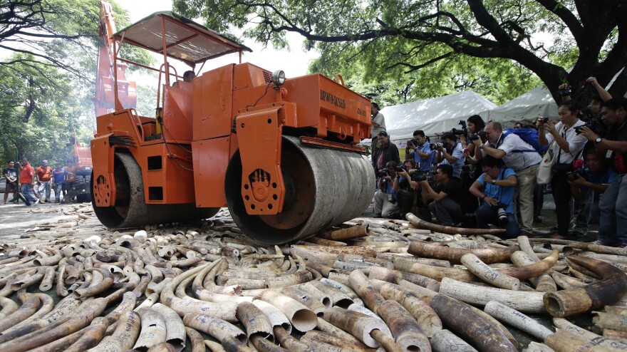 Seized elephant tusks are crushed with a steamroller during a ceremony at the Protected Areas and Wildlife Bureau of the Department of Environment and Natural Resources in Quezon City, northeast of Manila, Philippines, on June 21.
