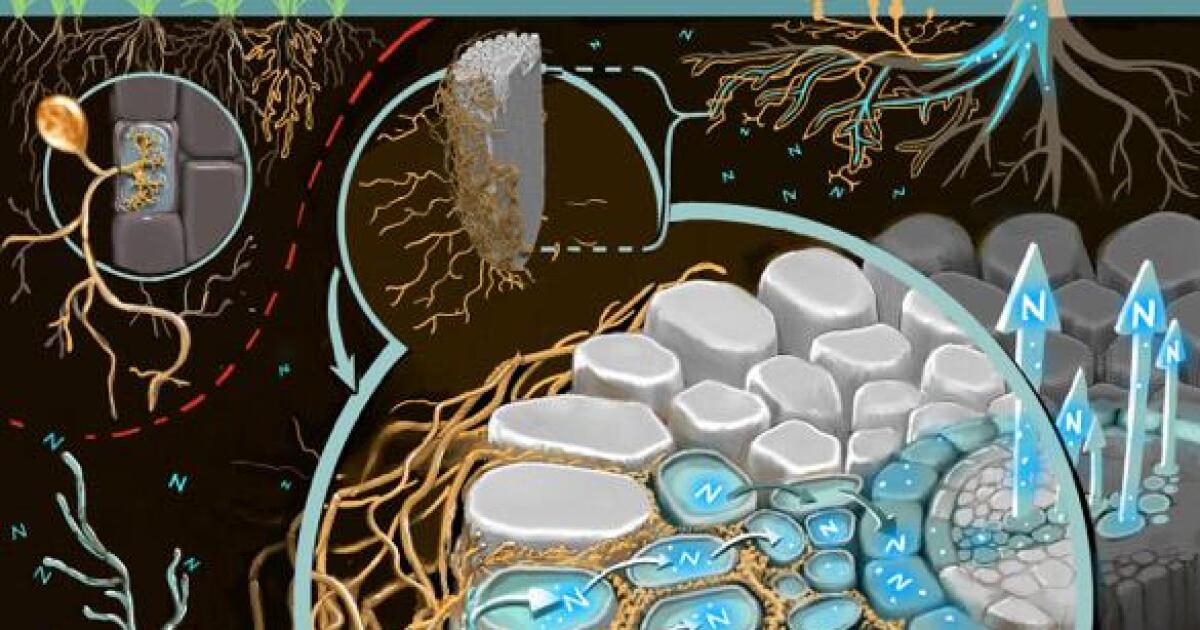 Study Fungus Helps Plants Soak Up Carbon Dioxide