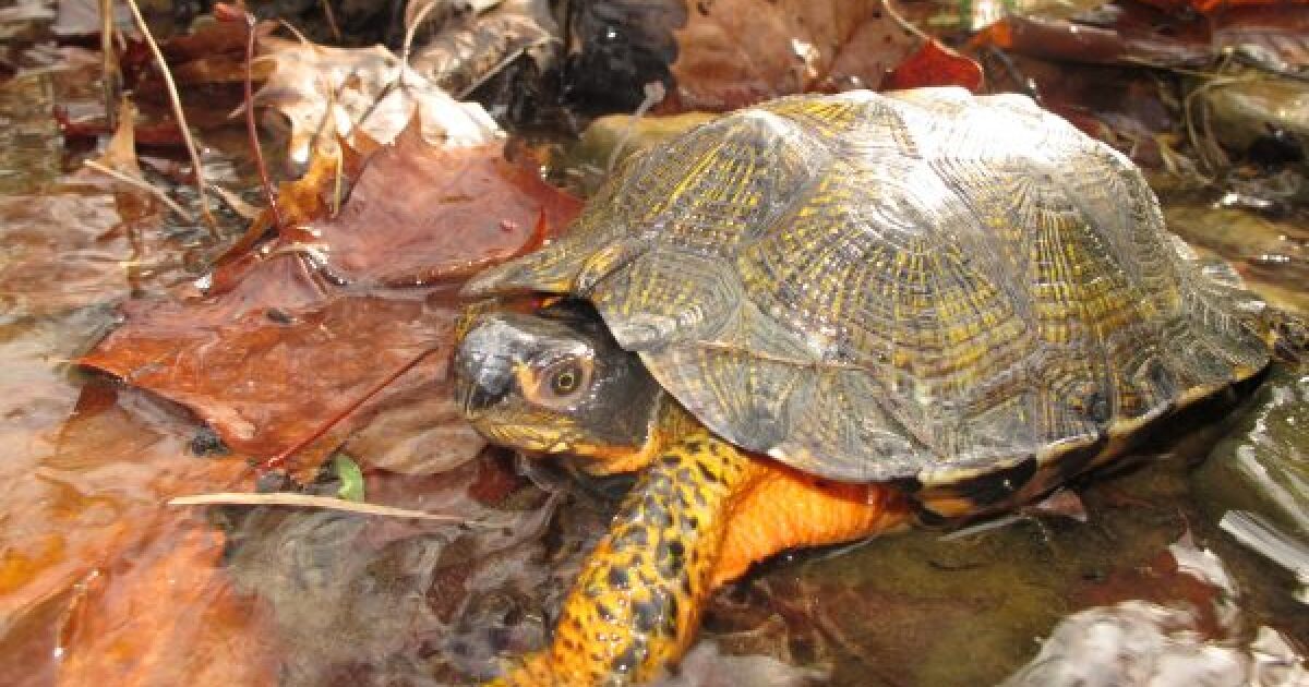 From salamanders to sea turtles: Virginia’s new Wildlife Action Plan details threats to nearly 2,000 species