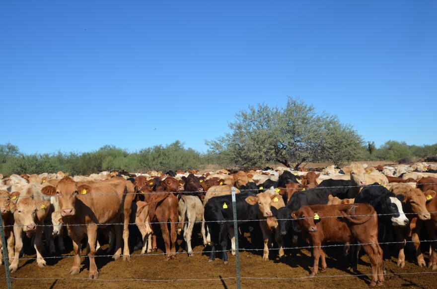 Cattle wait to be let out to feed at Jesús Fimbres' ranch north of Hermosillo.