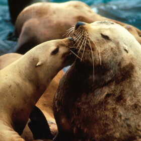 Stellar Sea Lion.