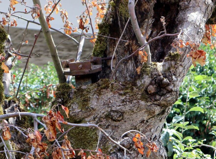 Sharp-eyed observers will notice an old car axle sticking out of the hollow trunk of the historic Old Apple Tree. It was used to prop up the leaning tree in the 1950s.