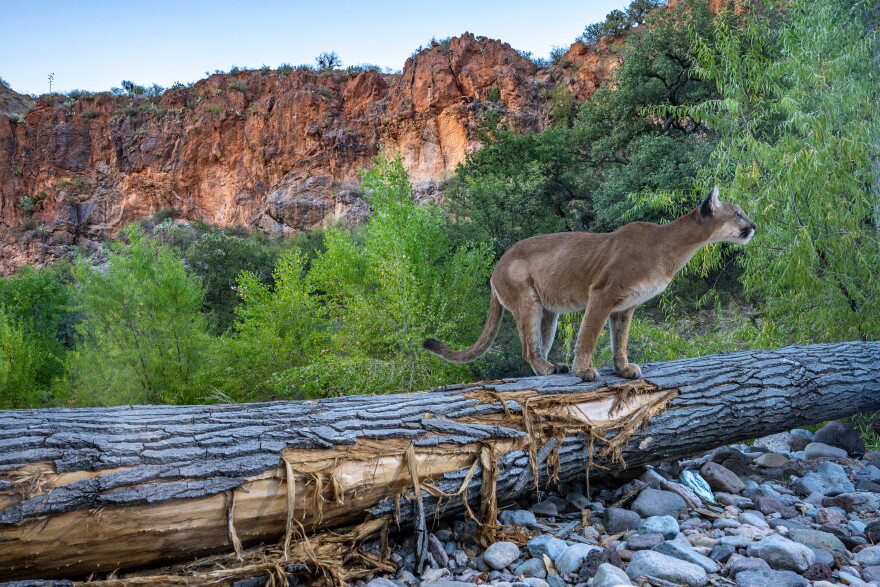 Mountain Lion. Camera trap image in the US-Mexico borderlands. Sonora, Mexico.