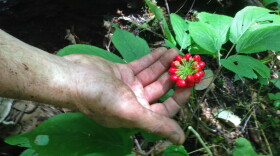 A hand gently touches red berries growing on a green plant in a forest. 