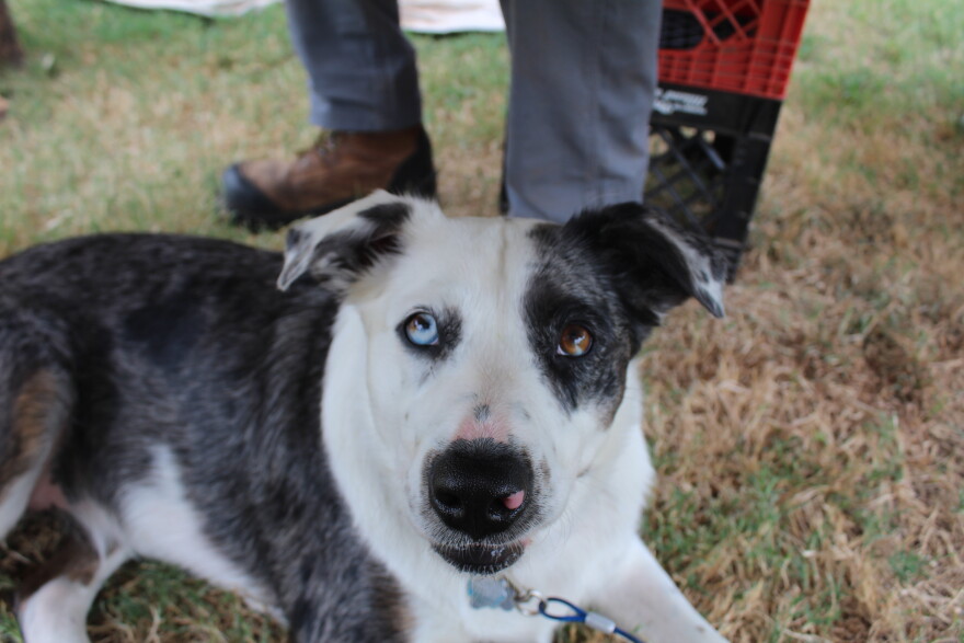 Louis Medlock's dog Opie comes to work with him at Phelps Grove Park as he works on a sculpture. (Photo taken September 30, 2026)