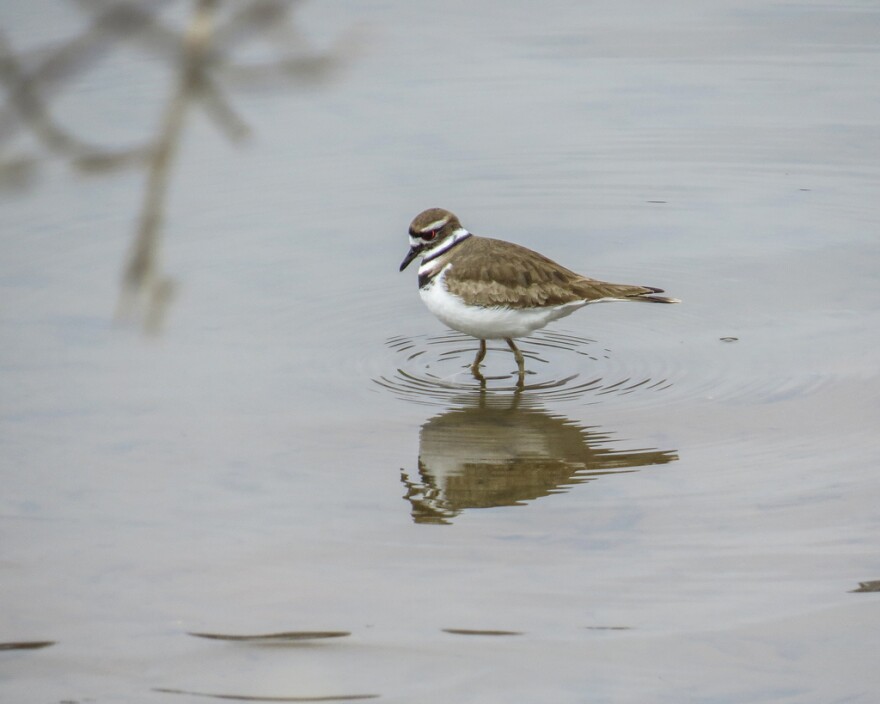 A Killdeer forages in shallow water near Brainerd, Minnesota on March 30, 2024.