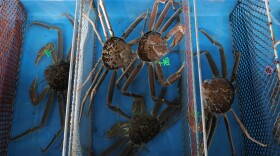 Freshly caught snow crabs are seen in a container. (Buddhika Weerasinghe/Getty Images)