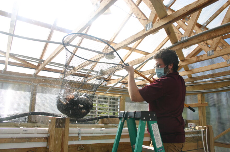 Marc Amante, Central State's Natural Resource Educator in Southwest Ohio, catches fish with a net from the university's aquaponic fish tank during last week's tilapia harvest