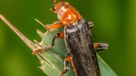 Closeup of Bombardier beetle sitting on a plant leaf