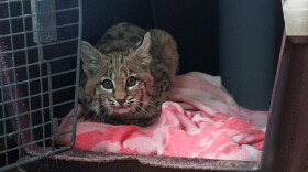 a ZooMontana bobcat kitten