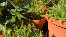 Herbs in chef Kathy Gunst's garden. (Kathy Gunst/Here & Now)