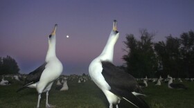 Laysan albatrosses do a mating dance on Midway Atoll in the Northwestern Hawaiian Islands. (AP Photo/Lucy Pemoni, File)