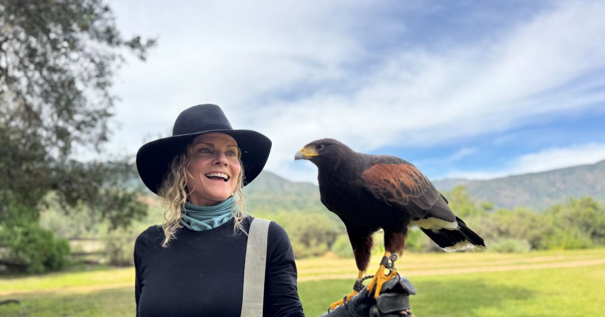 Rapture with raptors! Sharing the ancient art of falconry with a focus on conservation