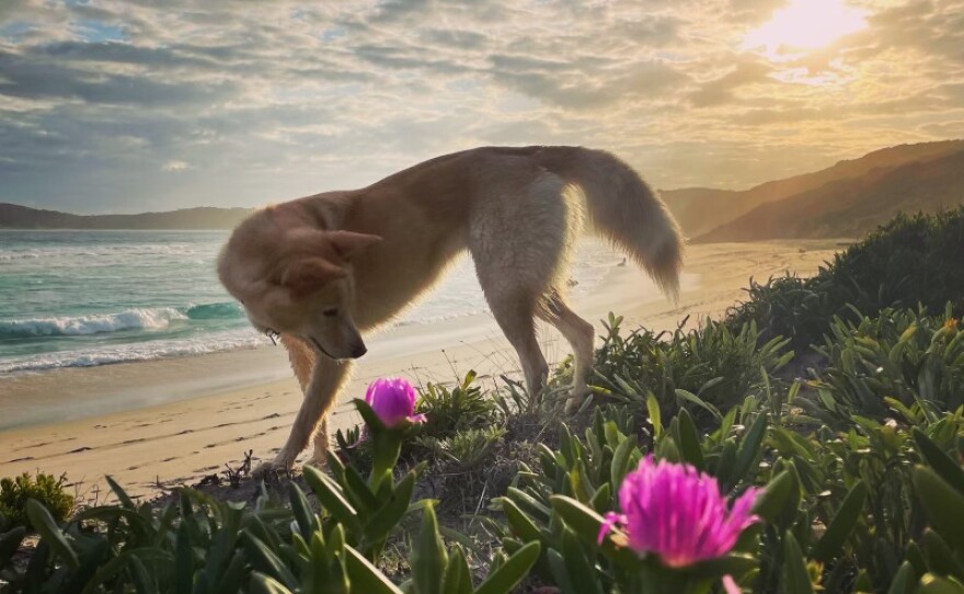 Mallee the Dingo