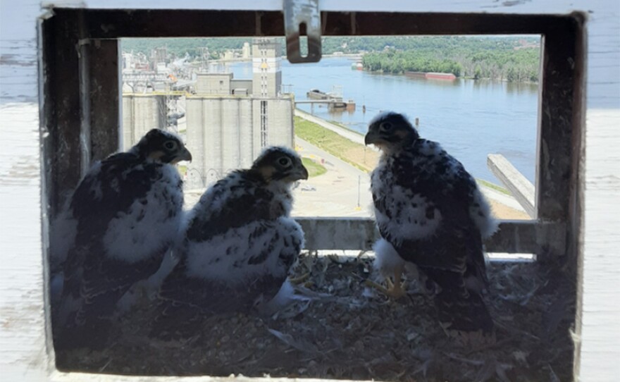 Three peregrine falcons sit in a nest box Muscatine Power and Water along the Mississippi River. This box has seen 23 baby falcons fledged.