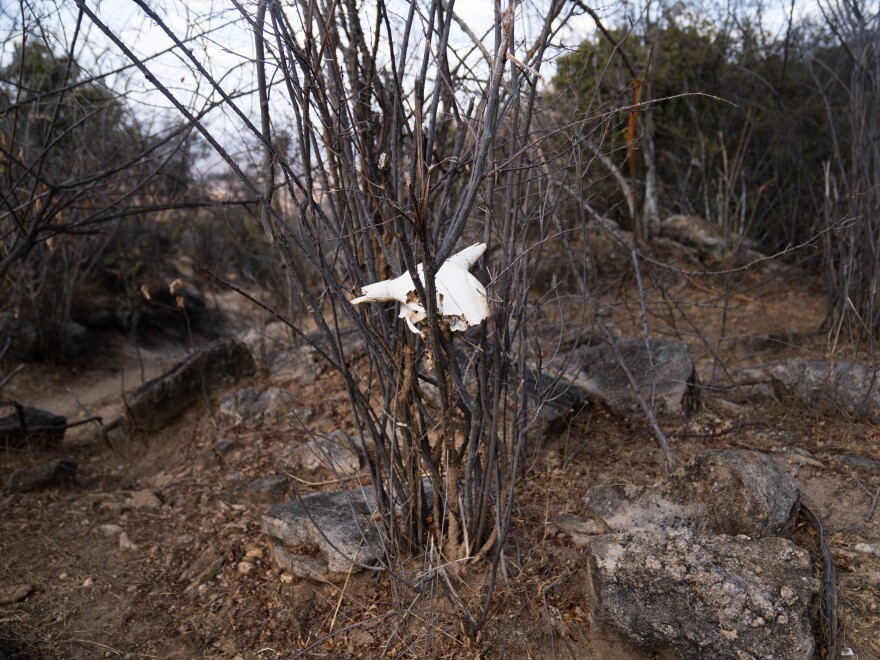 The skull of Sorai, Paris's favorite cow. He kept her alive through three years of drought. But on the day the rains finally came, she fell ill and died.