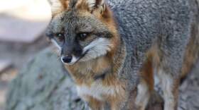 A gray fox perches on a log in Ohio. Within the last four years, Iowa, Illinois, Indiana and Ohio have launched gray fox studies to find out why numbers have declined and what may help the species rebound. Photo courtesy of the Ohio Division of Wildlife. (Courtesy of Ohio Division of Wildlife)