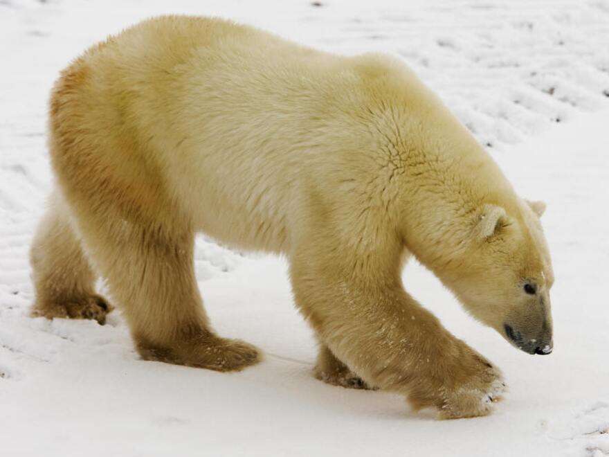 A Polar Bear walks on the edge of Hudson Bay ahead of the full freeze-over Nov. 14, 2007, outside Churchill, Mantioba, Canada. Polar Bears return every year to Churchill, the Polar Bear capital of the world, where they remain hunting for seals on the icepack until the Spring thaw.
