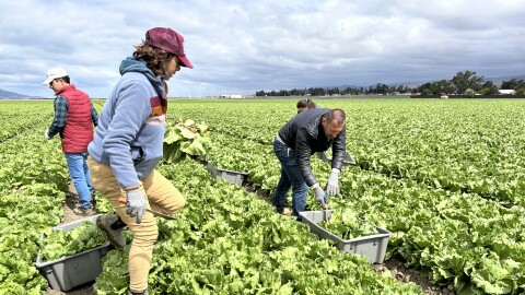 A person wearing tan pants, a grey-blue jacket, and a red hat walks through a lettuce field as three other people cut lettuce and place it into bins in the background.