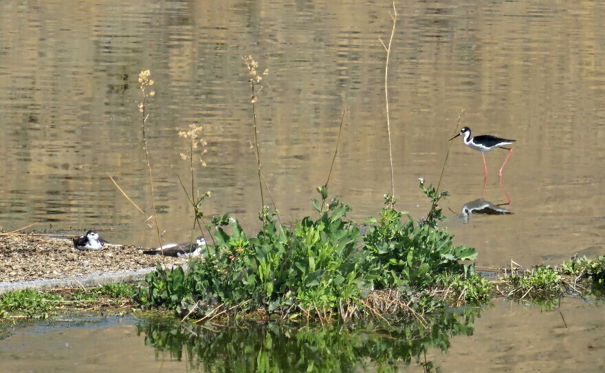 An adult black-necked stilt and two young stand in shallow water at Tule Lake National Wildlife Refuge on Aug. 20, 2026. Refuge wetlands supported an estimated 100,000 hatchlings this year before drying conditions contributed to an avian botulism outbreak.