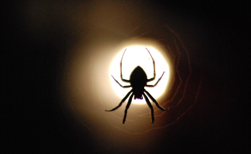 Spider web's secrets could lead to stronger glues