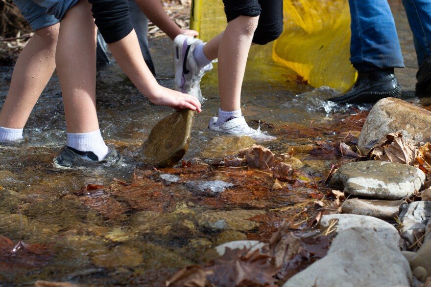 Students turn over rocks to look for crawdads and macroinvertebrates.
