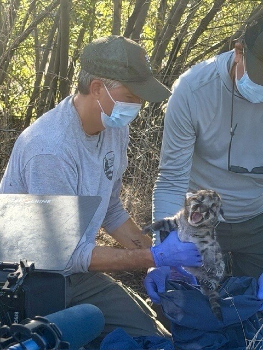 Biologists with a mountain lion cub from the Santa Monica Mountains.