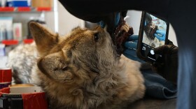 State wolf technician Annie Norland and state veterinarian Anne Justice-Allen take photos of the teeth of an endangered Mexican gray wolf.