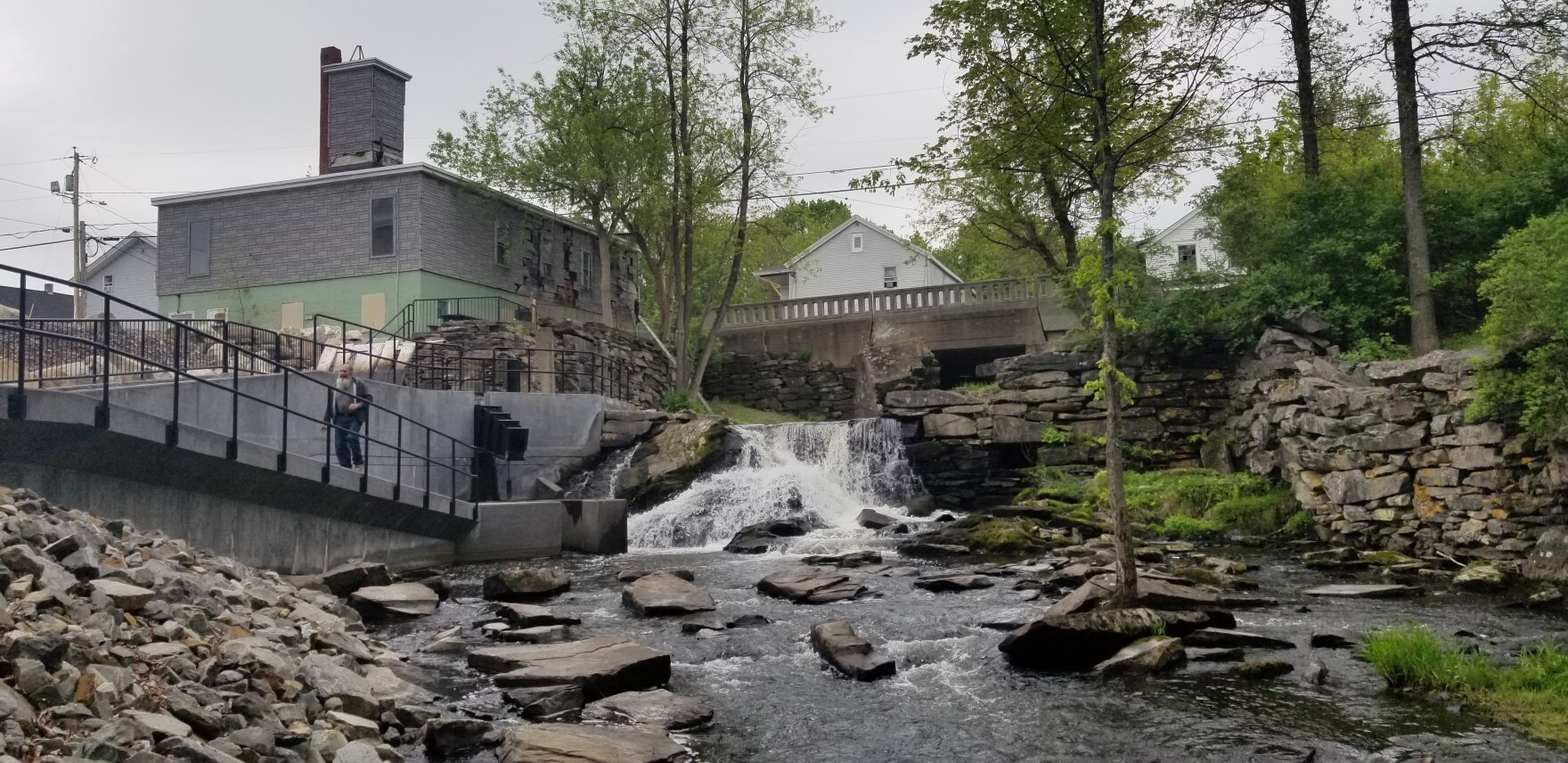 Alewives return to China Lake for the first time since 1783 Maine Public