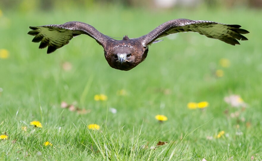 A raptor flies low over grass dotted with yellow dandelion flowers.