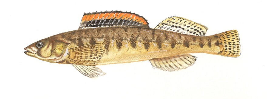 When the Roanoke logperch was listed as endangered in 1989, it was found in only 14 streams. In the years since, surveys and habitat restoration have more than doubled the species range, with 31 occupied streams as of 2019.