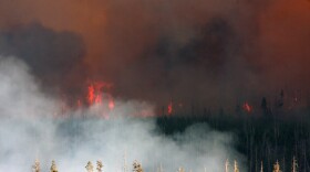 Close up of Forest fire in Yellowstone National Park Montana in 2014