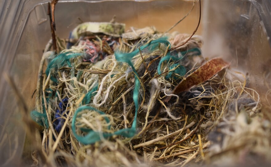 Nest from an unknown bird, potentially that of a lesser goldfinch, house sparrow, or house finch.