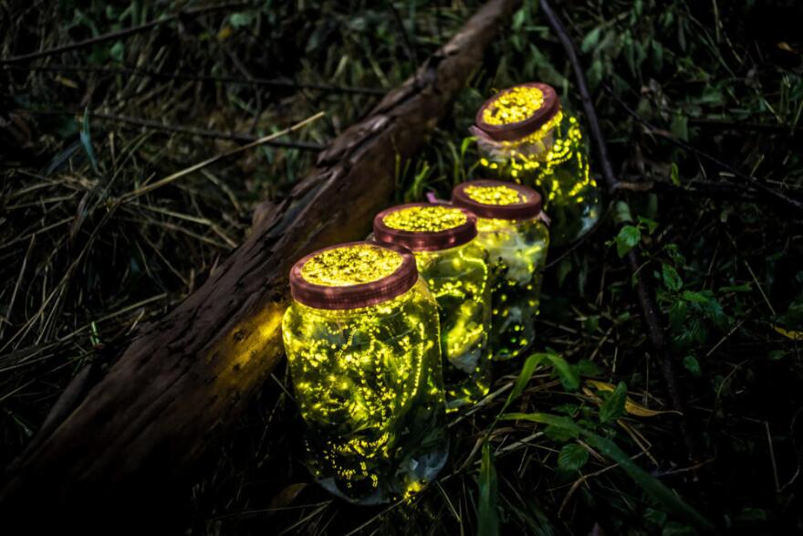 This photo taken on August 18, 2015 shows fireflies kept in jars. (CN-STR/AFP via Getty Images)
