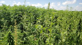 Hemp grows in Purdue University research fields in June 2019.