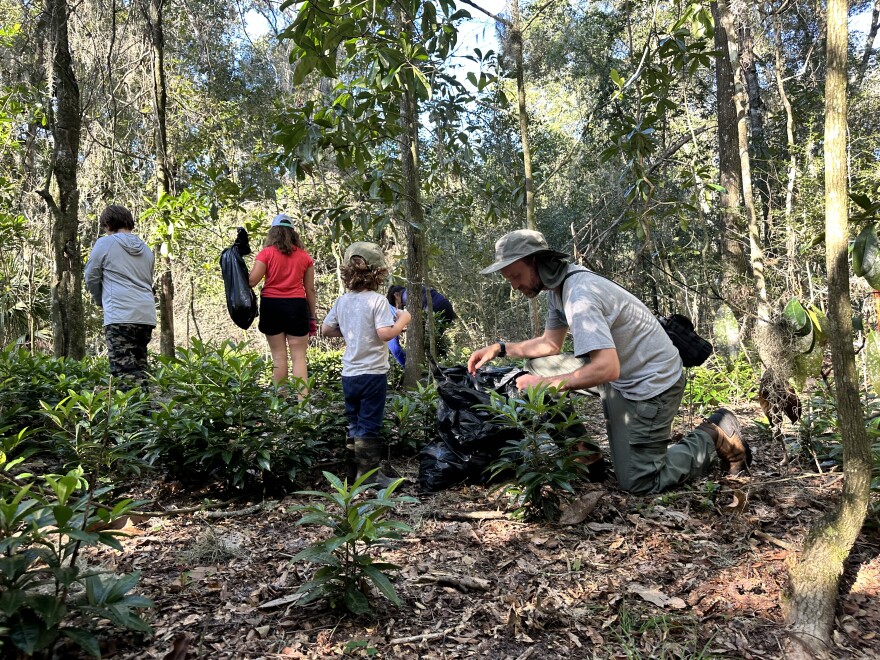 Volunteers crouch down to pull the small invasive species from the ground. (Chloe Knowles/WUFT News)