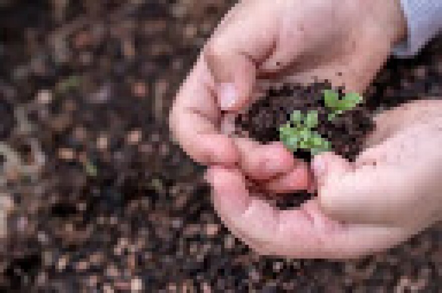 seedlings in a person's hand