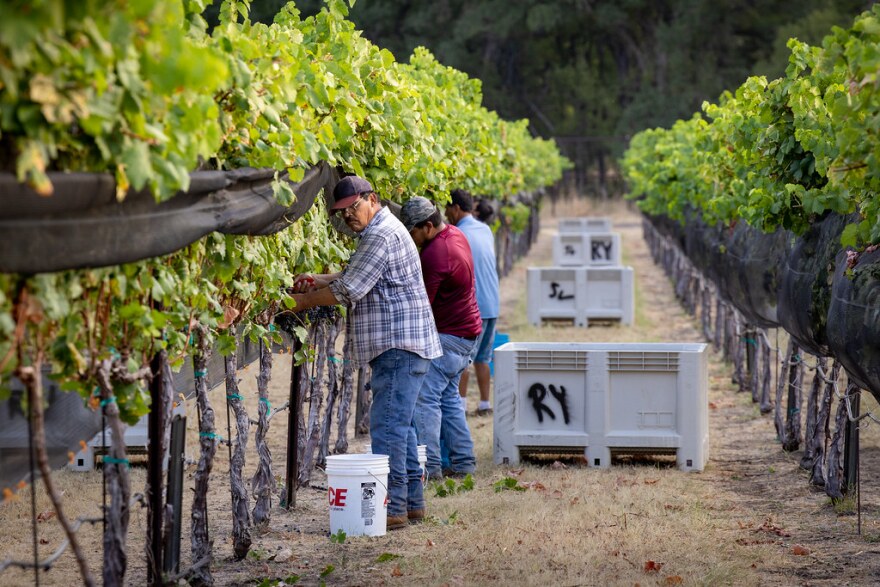 Workers harvest grapes at Spicewood Vineyards during the early morning Aug. 8.