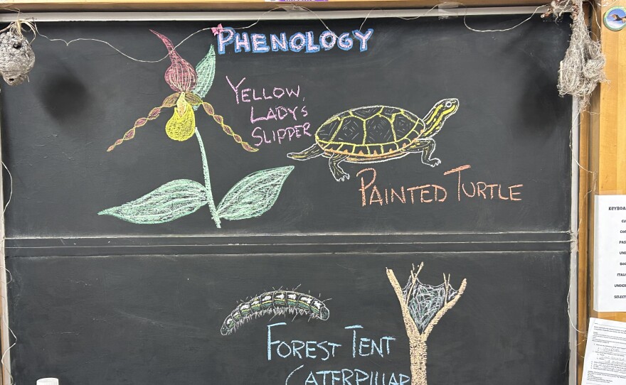Chalk illustrations show a forest tent caterpillar and its nest, a painted turtle, and a yellow lady's slipper.