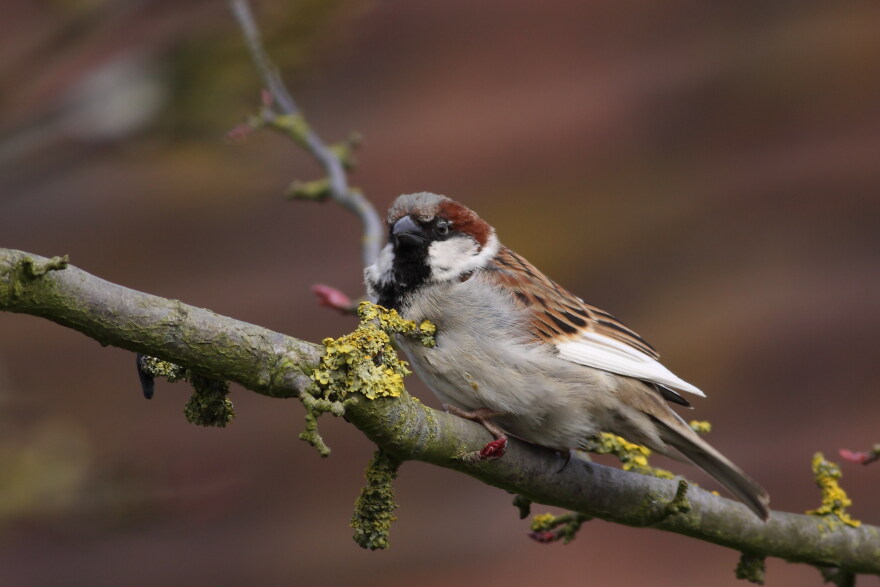 A house sparrow.