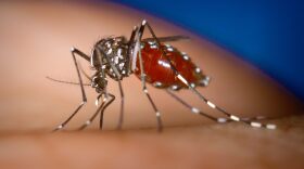 Mosquito-borne diseases such as dengue, Zika and chikungunya are not endemic in Hawaiʻi, however they are intermittently imported from endemic areas by infected travelers.